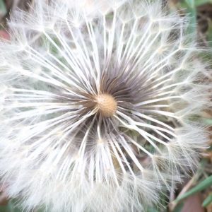 1000 Yeux Ouverts - #25 (44x44cm)