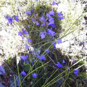 1000 Yeux Ouverts - #27 (30x30cm)