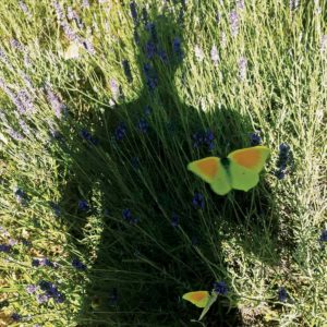 1000 Yeux Ouverts - #29 (30x30cm)